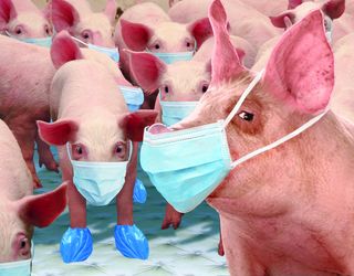 АЧС спостигла свиней у господарстві вінницького фермера
